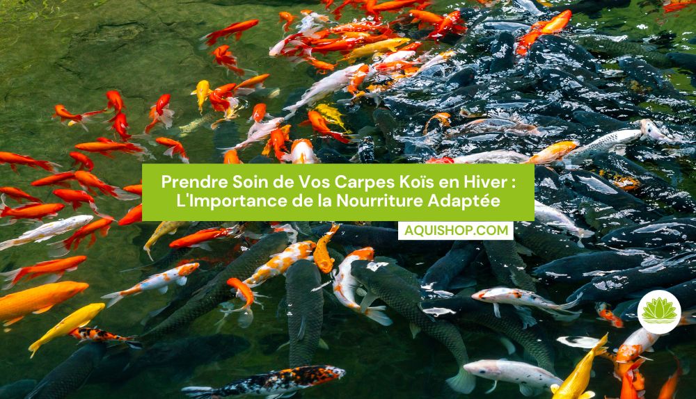 Prendre Soin de Vos Carpes Koïs en Hiver : L'Importance de la Nourriture Adaptée