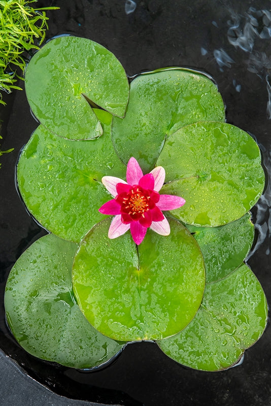 Nymphaea Pygmaea Rubra - Nain Nénuphar - Pot de 11X11CM