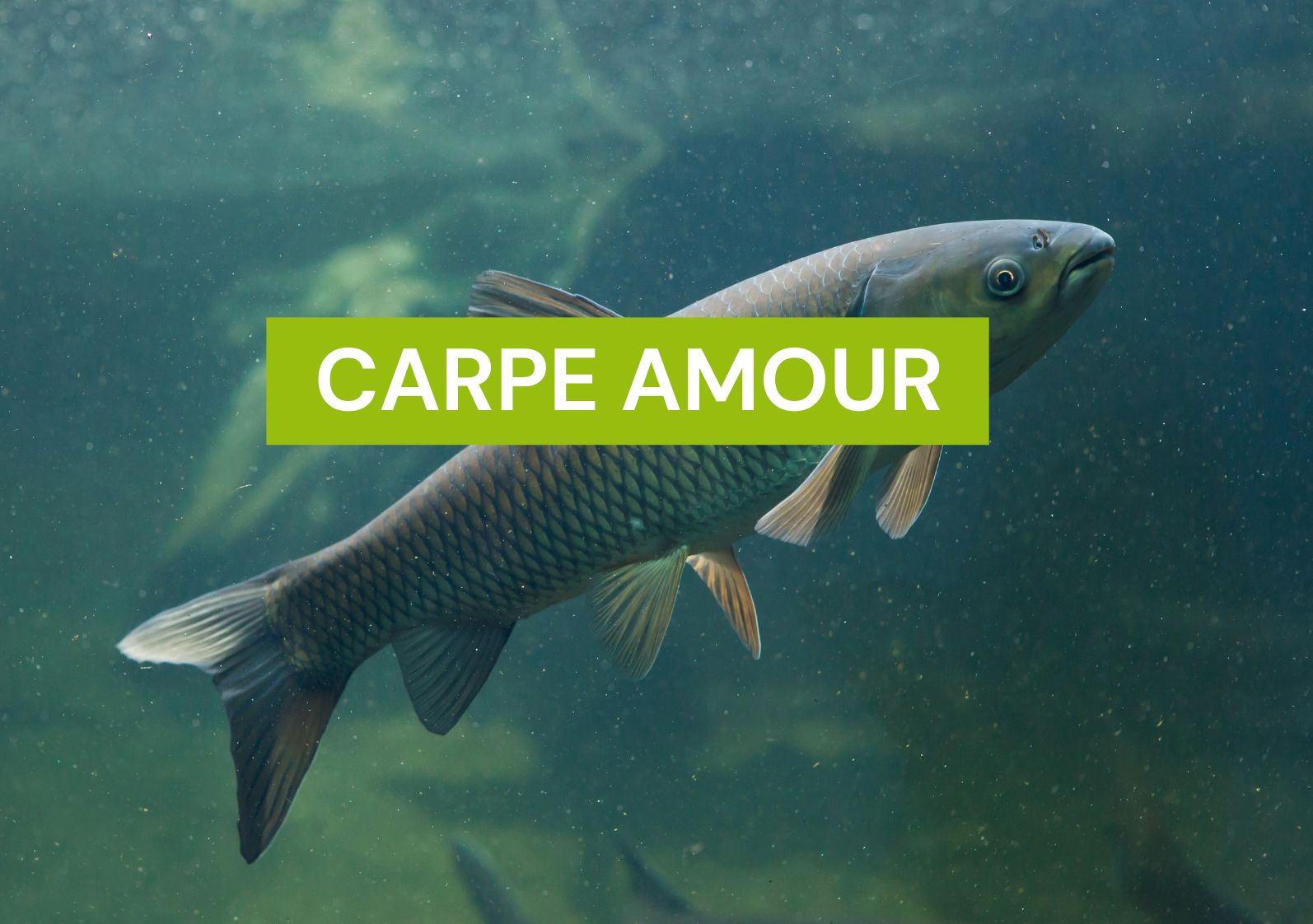 Carpe herbivore amour - Commune
