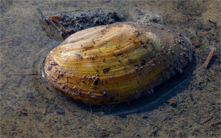 Filtervoedende mossel - Zoetwatermossel - Rivierzoetwatermossel (Vijvermossel)