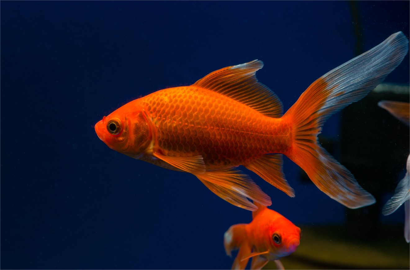 Poisson Rouge Comet - Rode Komeetstaart