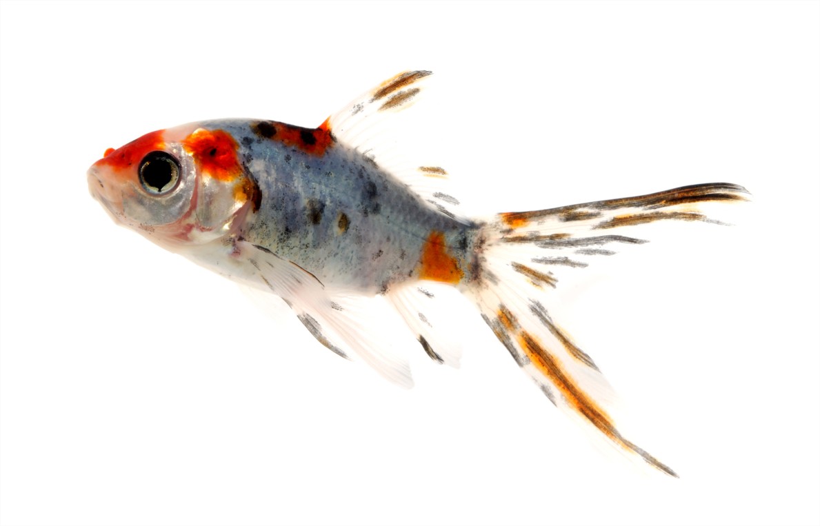 Shubunkins - Poisson Shubunkins