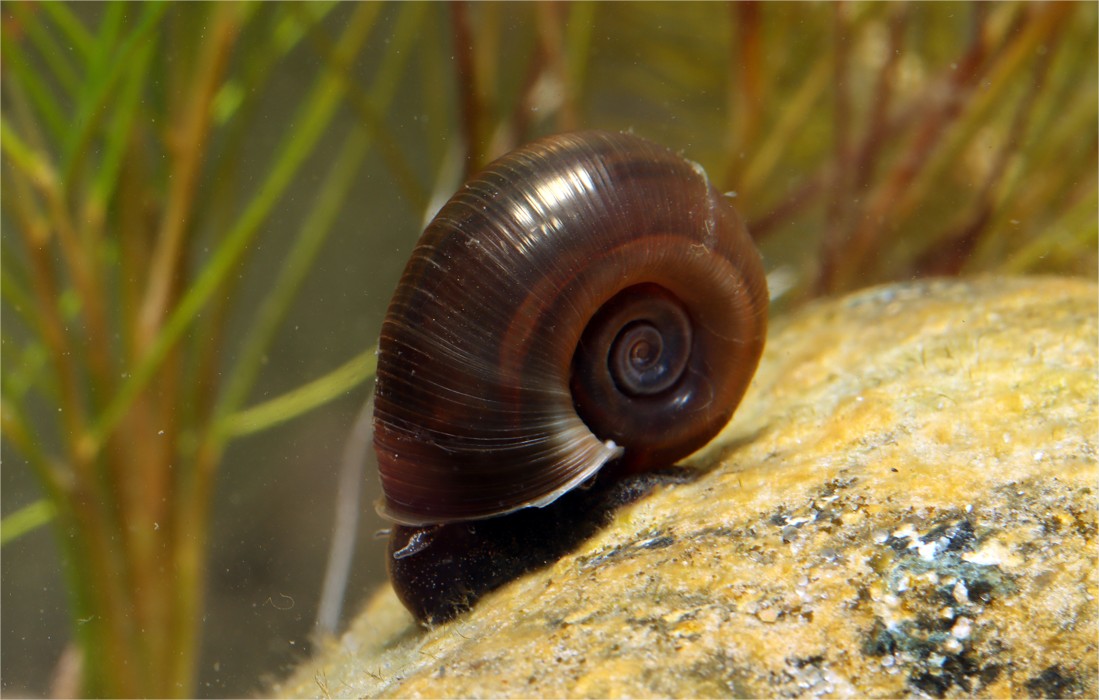 Posthoornslak - Slak - Perfect voor het beperken van algen in vijvers en natuurlijke zwemvijvers