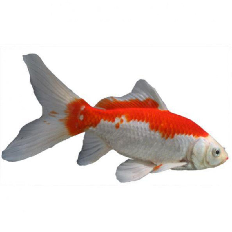 Sarasa - Poissons d'étang Sarasas — photographie Aqua-Koi sur fond blanc