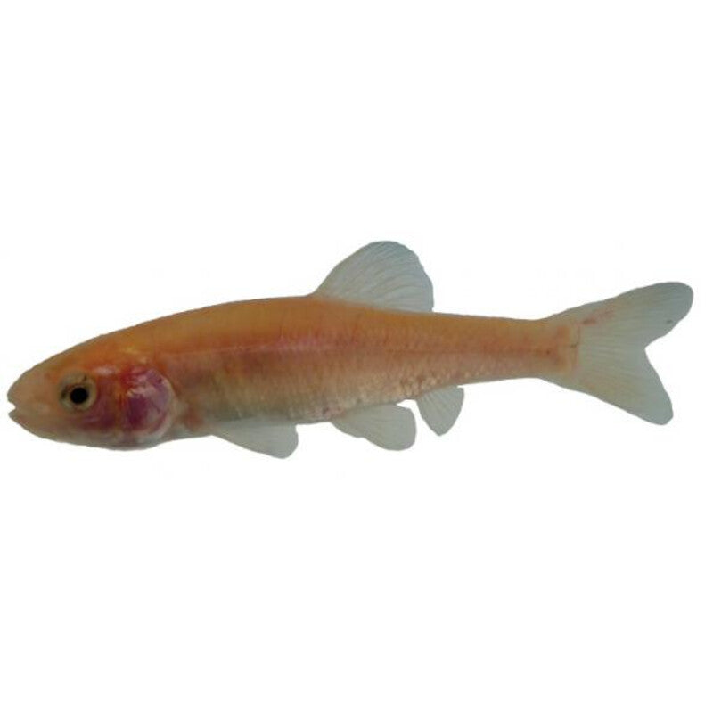 Vairon Doré - Pimephales Promelas — photographie Aqua-Koi sur fond blanc