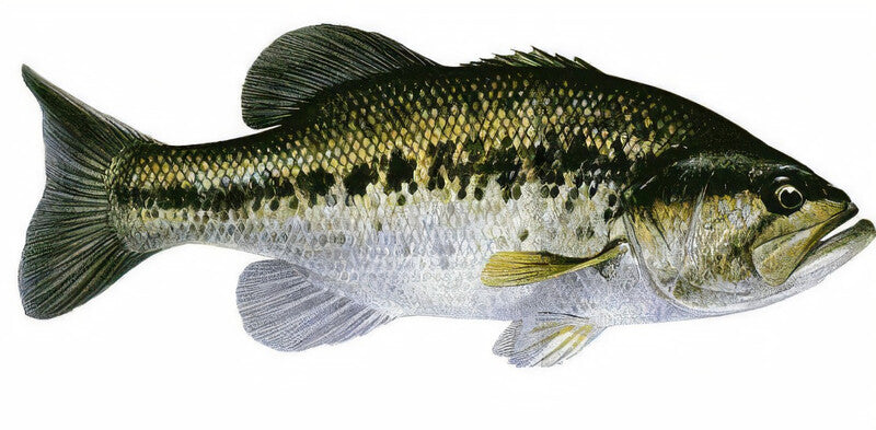 Blackbass - Achigan à grande bouche - 15 à 18CM — photographie Aqua-Koi sur fond blanc