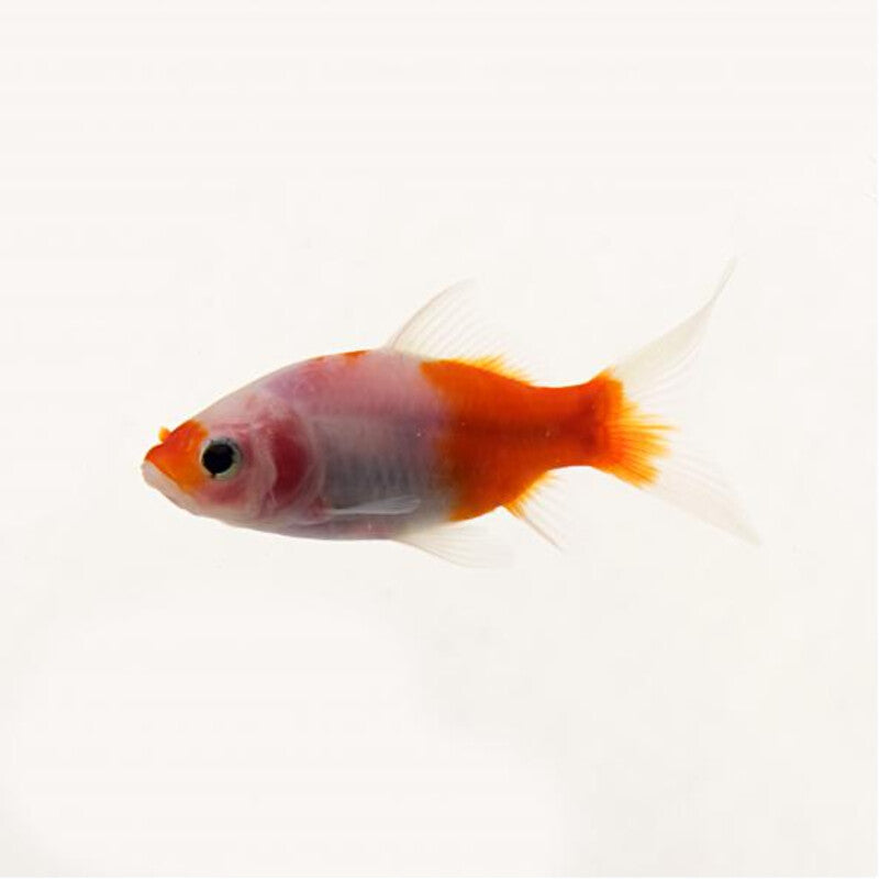 Sakura Shubunkin (Red Devil) — photographie Aqua-Koi sur fond blanc