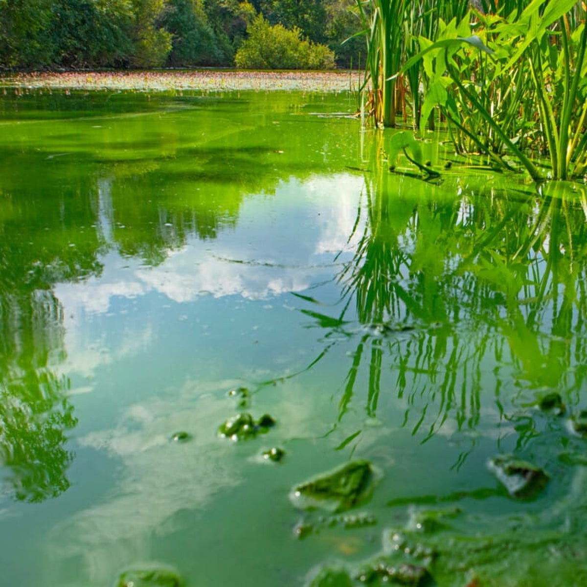 Aquipond by OASE CyanoClear 25 kg – Oxygène actif contre les cyanobactéries, traite jusqu'à 333 m²