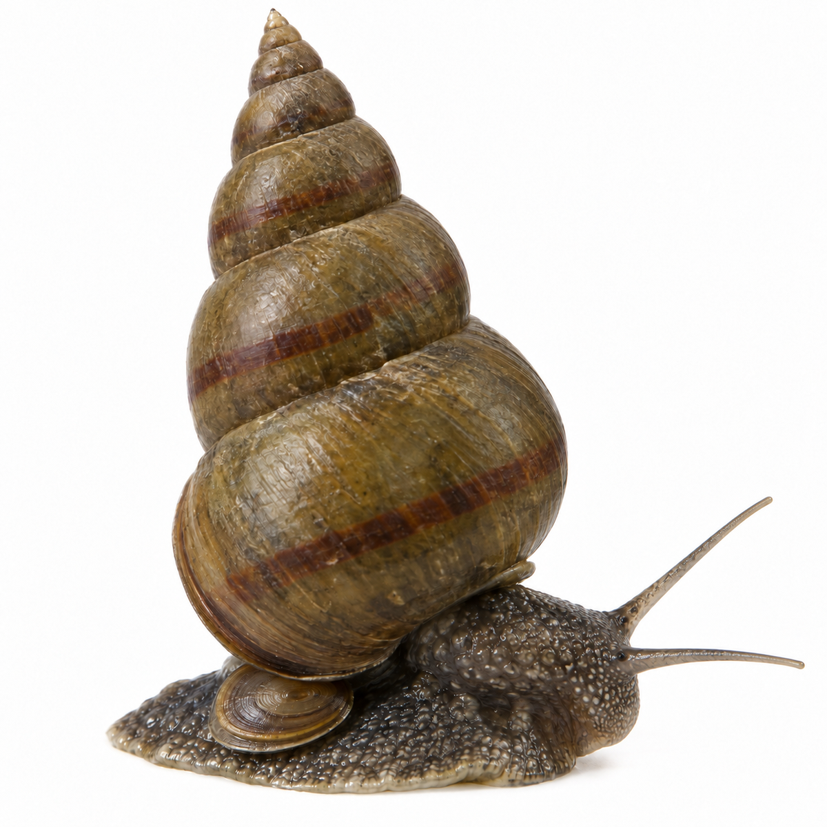 Escargot Filtrant Paludine Vivipaire - Viviparus Contectus - Moerashoornslak - Escargots filtrants pour bassin & lagunage sur fond blanc — illustration générée