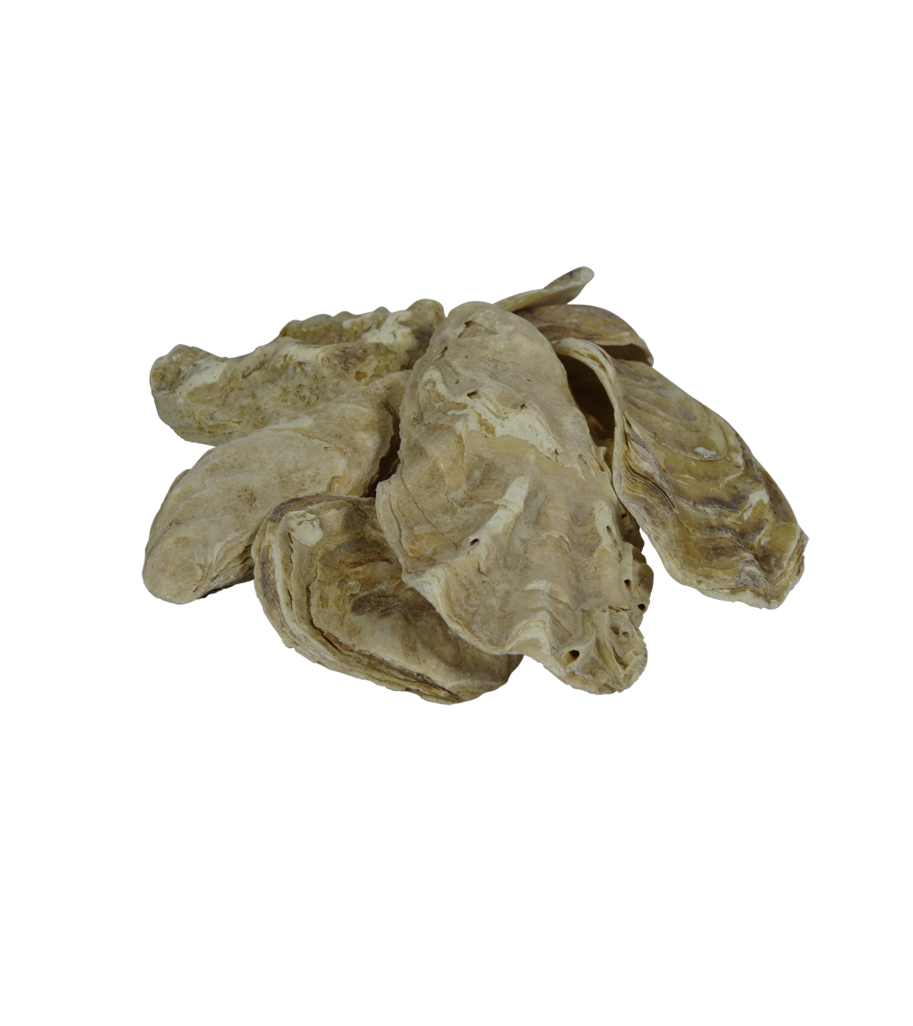 Coquilles d’huîtres 10 litre seau — Aquitechnics — vue 2