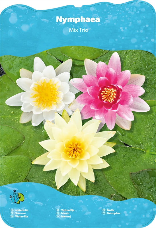 Nymphaea Trio - Nénuphar Trio de couleur - Grand pot XXL de 40CM prêt à être déposé !