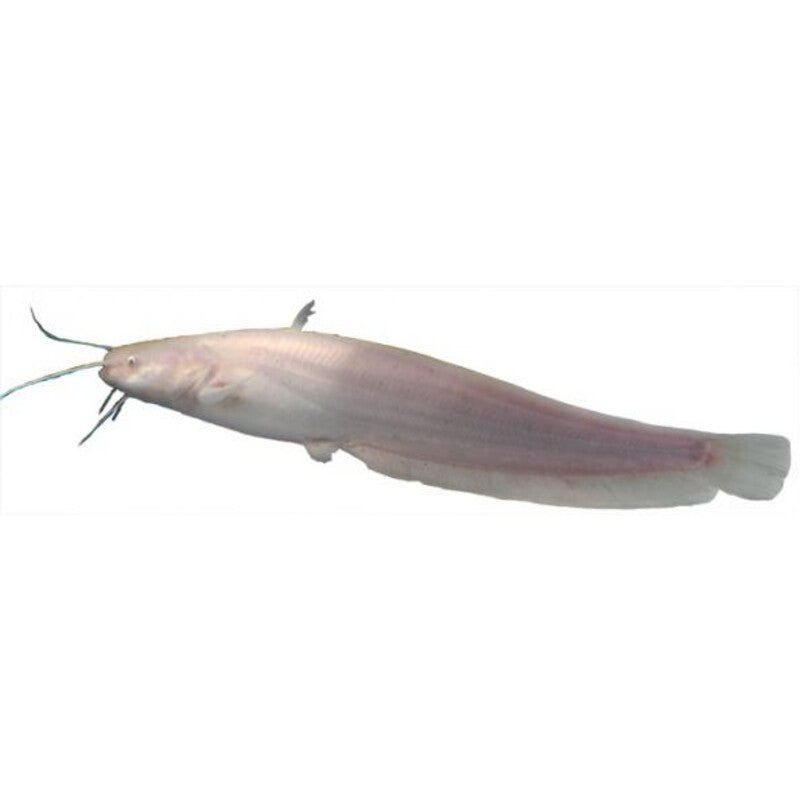 European Albino Wels Catfish 12 to 15CM / Albino meerval