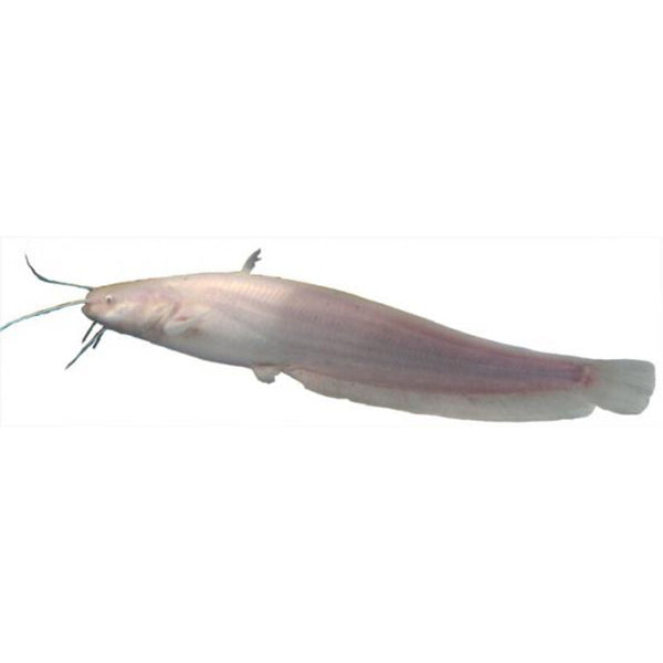 European Albino Wels Catfish 12 to 15CM / Albino meerval