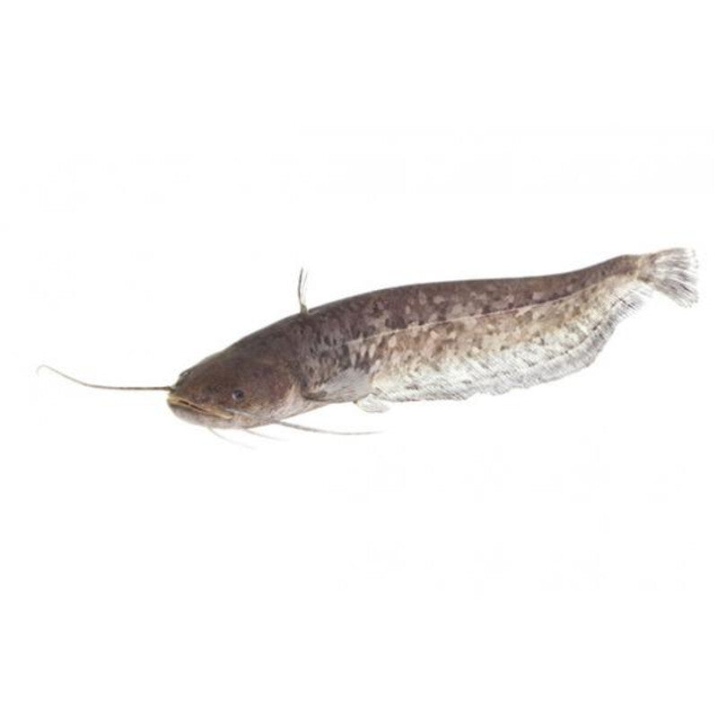 Europese meerval - 12 tot 15 cm