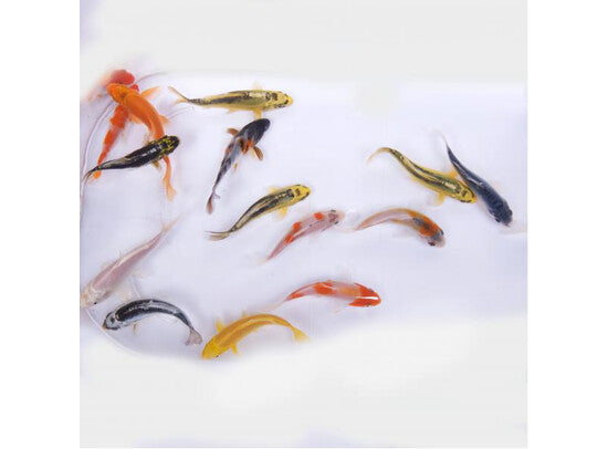 Koï Belge - Aquifarms