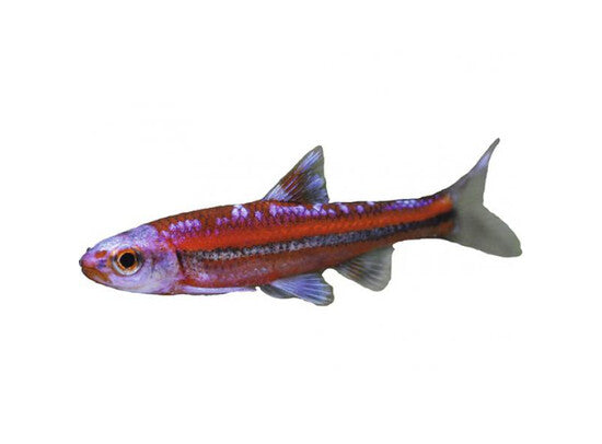 Notropis chromomus