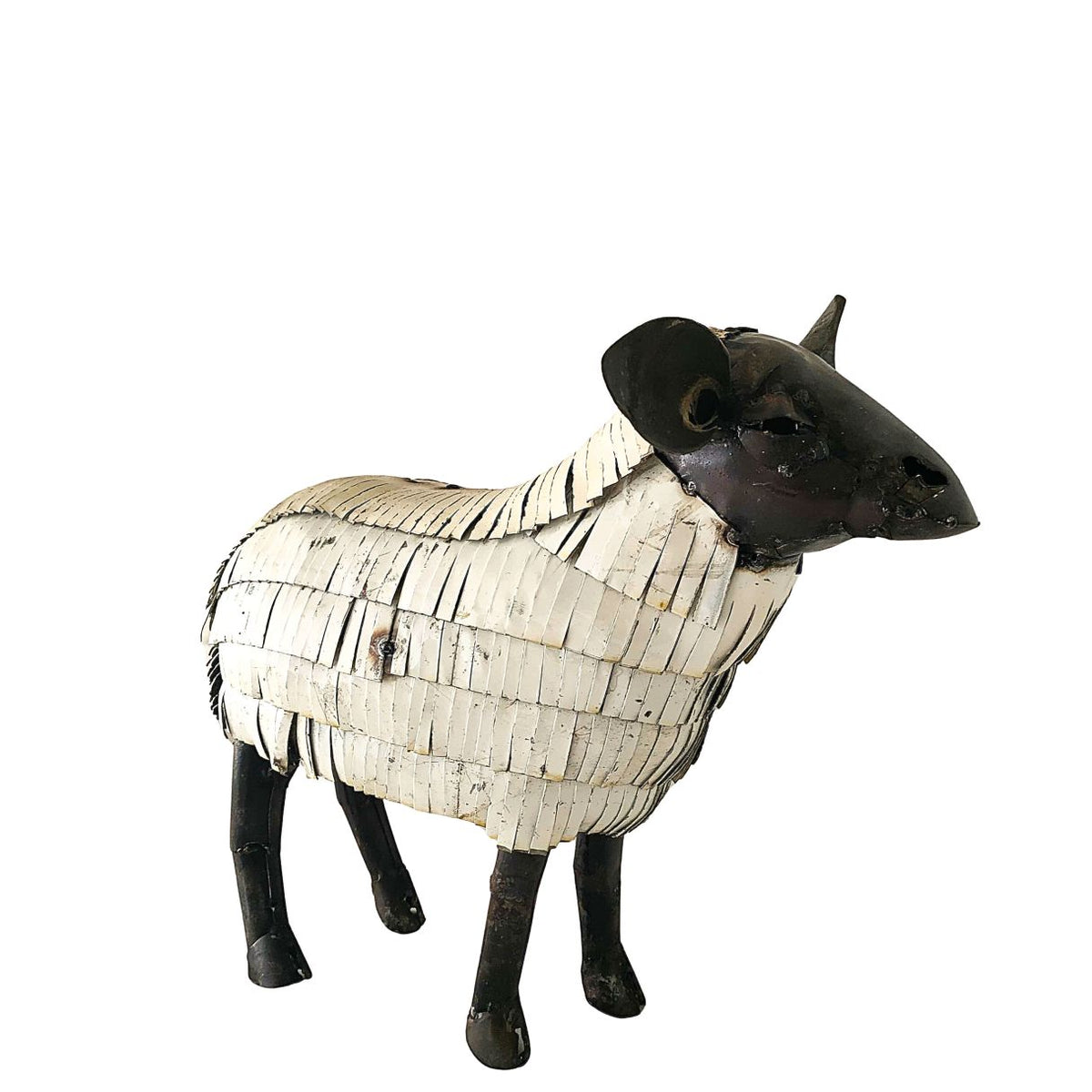 Mouton suffolk