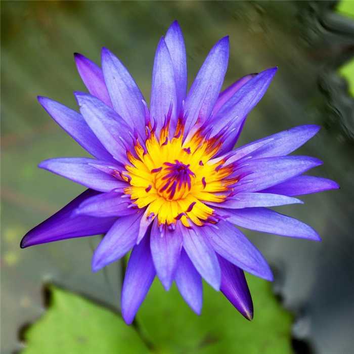 Nymphaea Bleu - Nénuphar Bleu - Grand pot de 3L (FRAGILE)