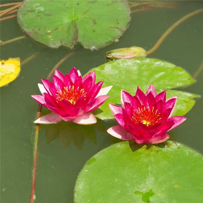 Nymphaea Rouge - Nénuphar Rouge - Grand pot de 3L