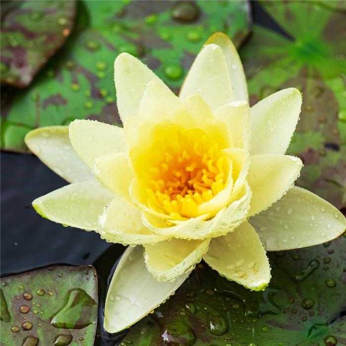 Nymphaea Jaune - Nénuphar Jaune - Grand pot de 3L