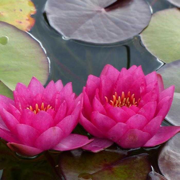 Nymphaea Rouge - Nénuphar Rouge - Grand pot de 3L