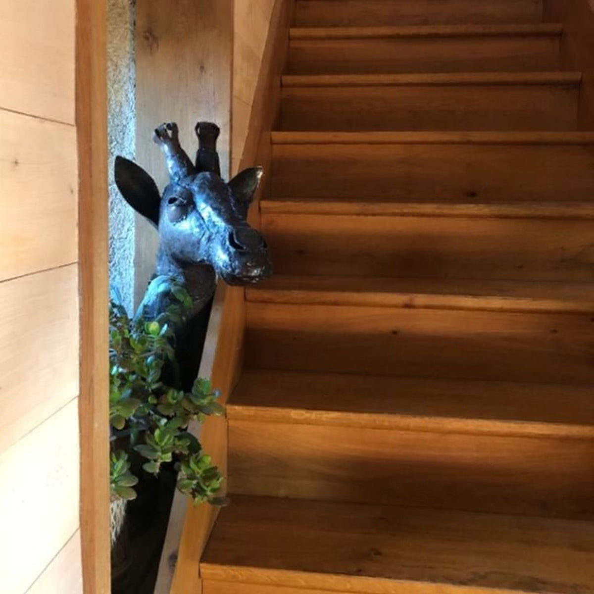 Trophée girafe