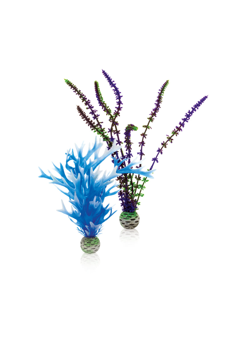 Lot de plantes biOrb M bleue et violette — biOrb plantenset M blauw & paars