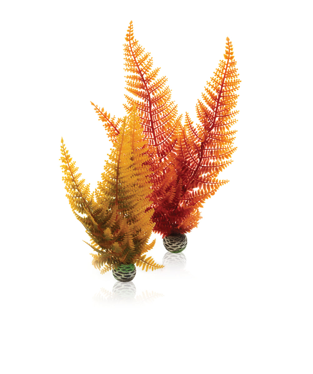 Lot de 2 fougères d’automne biOrb — biOrb herfstvaren Set 2