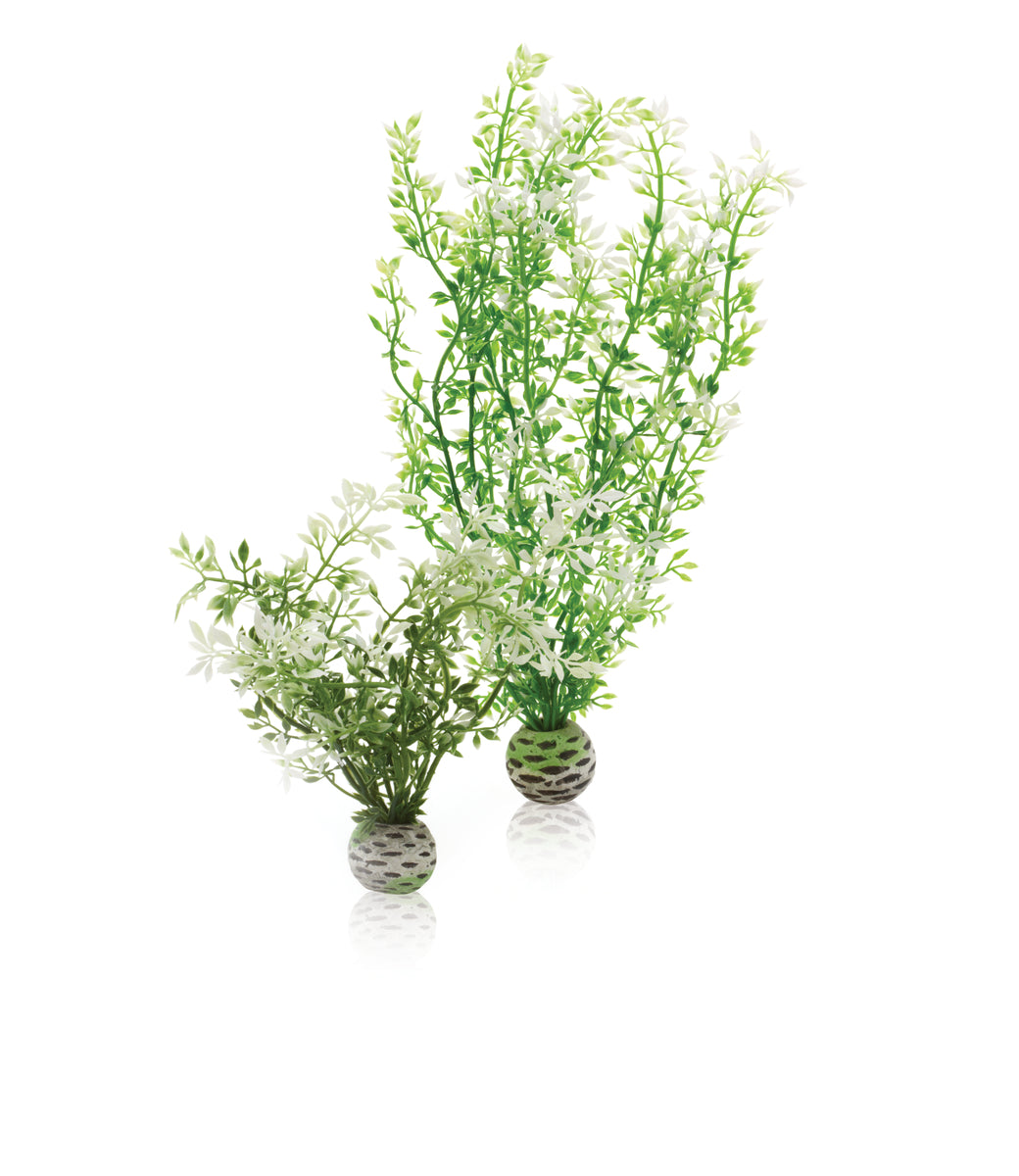 Lot de 2 fleurs d’hiver biOrb — biOrb winterbloem Set 2