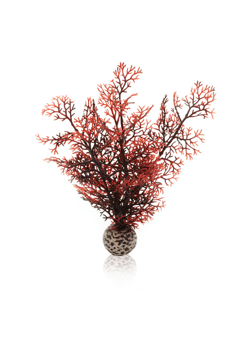 Corail décoratif biOrb S rouge foncé — biOrb hoornkoraal S donkerrood
