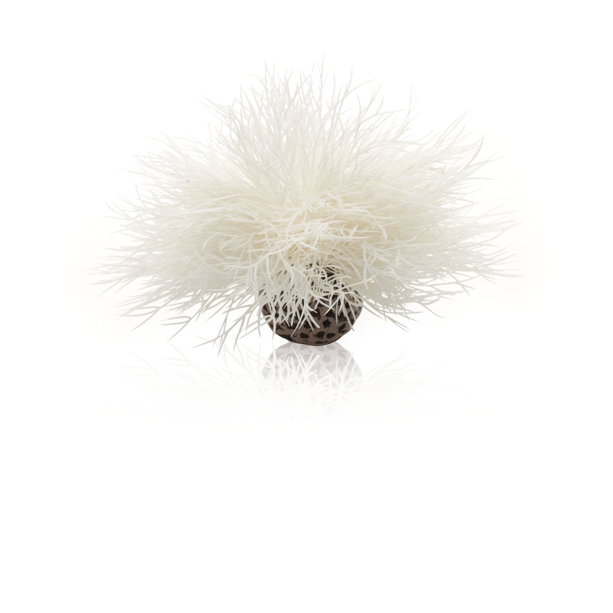 Lys de mer décoratif biOrb blanc — biOrb Aquarium zeelelie wit