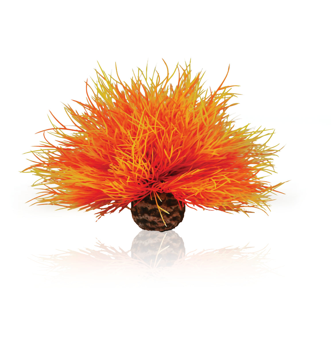 Lys de mer décoratif biOrb couleur feu — biOrb Aquarium zeelelie vuur