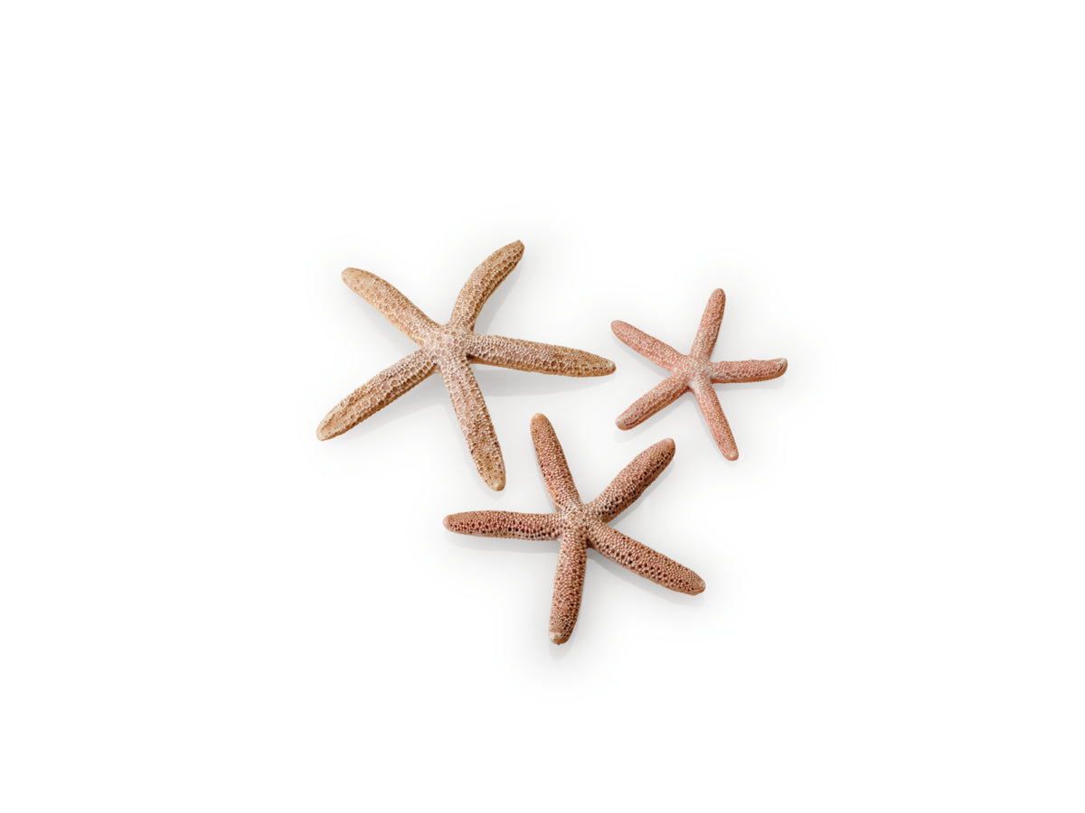 Lot d’étoiles de mer biOrb teinte naturelle — biOrb set zeesterren naturel