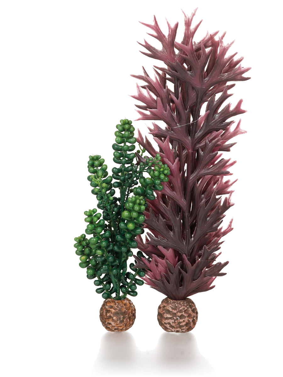 Perles marines et algues biOrb vert olive — biOrb zeeparels & zeewier olijfgroen