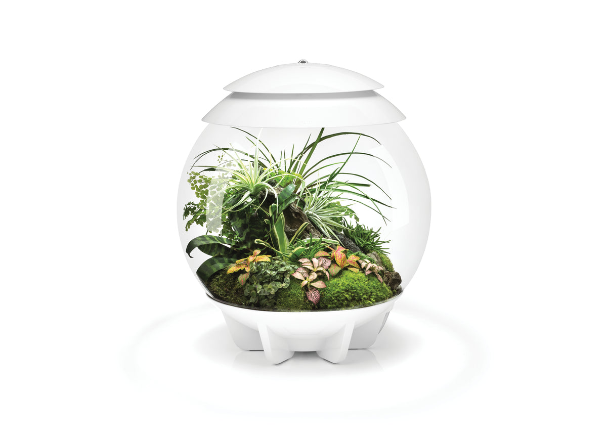 Terrarium biOrb AIR 30 blanc — biOrb AIR 30 wit
