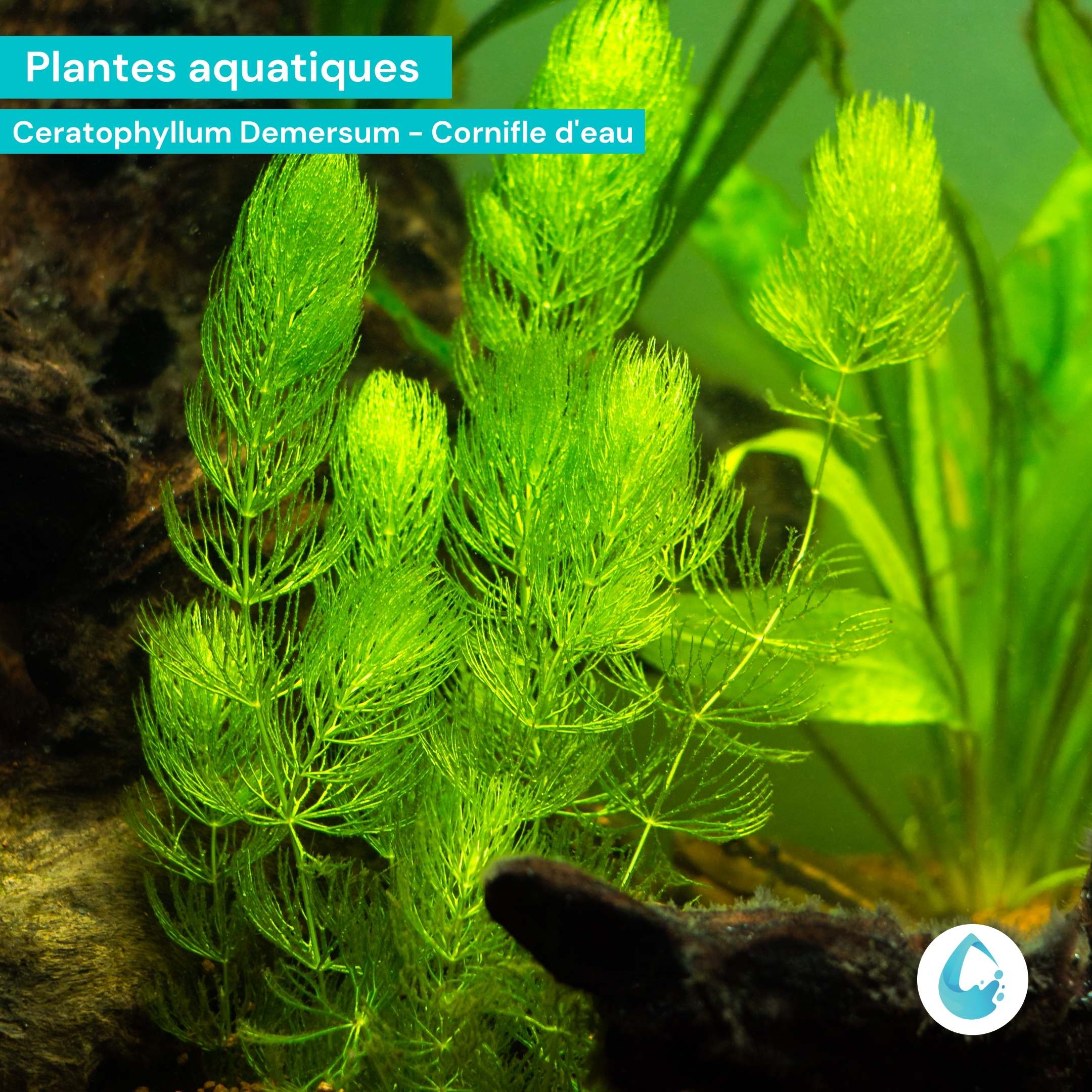 Aquigarden Plantes aquatiques Ceratophyllum Demersum (Cornifle immergée) - Plante oxygénante