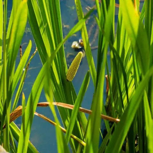 Aquipond Plantes aquatiques Acorus Calamus - Acore odorant - Plante de marais 8713469104258