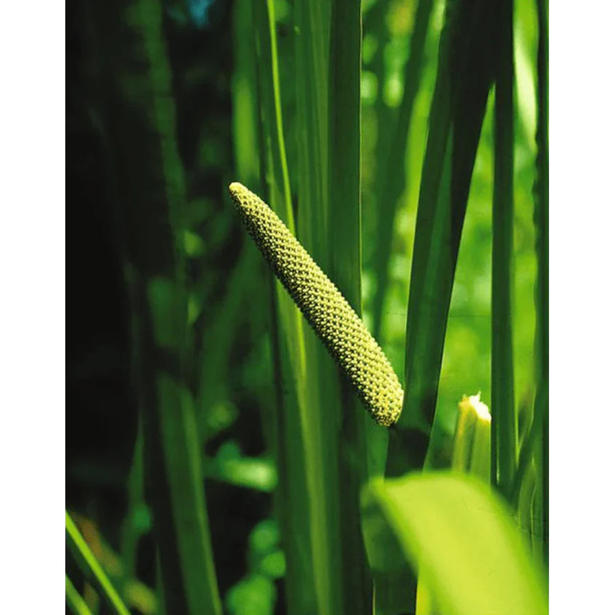 Aquipond Plantes aquatiques Acorus Calamus - Jonc odorant - Plante de marais 8713469104258