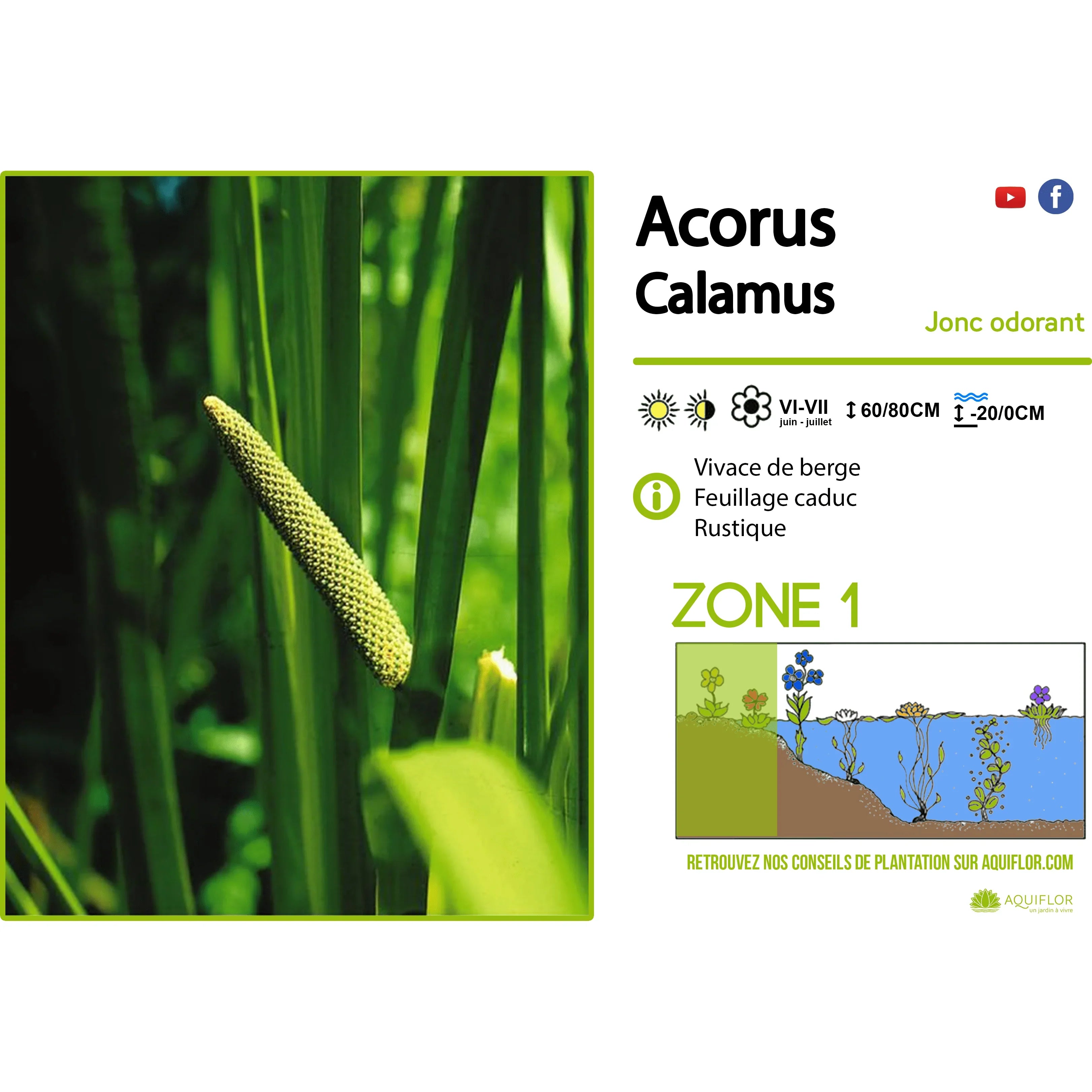 Conseils > Aquiflor - Jardinerie Aquatique