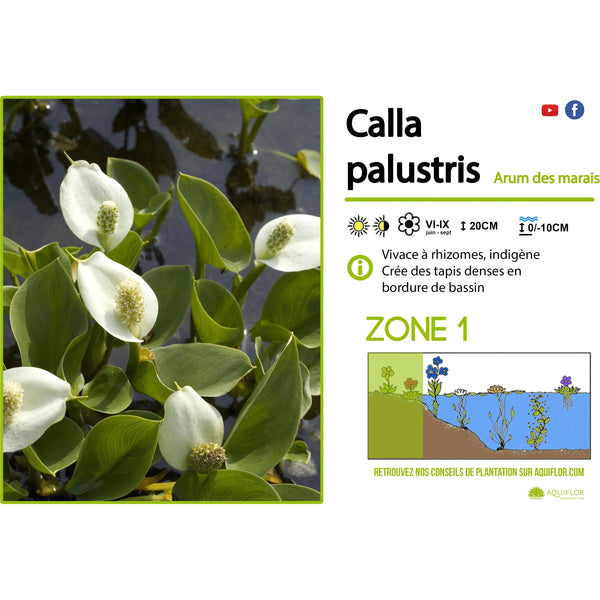 Calla palustris (White) - Marsh arum - Riverbank plant