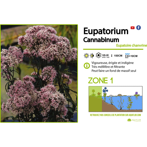 Eupatorium Cannabinum - Hemp-leaved eupatory - Bank plant
