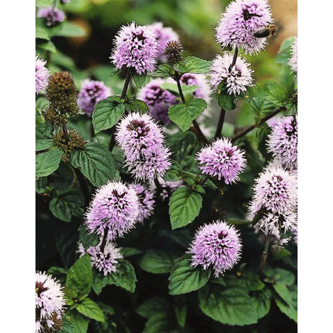 Menthe Aquatique (Mentha Aquatica) – Sachet ≈ 400 Graines – Herbe Aromatique Indigène, Très Parfumée, Idéale Lieux Humides & Jardins Naturels