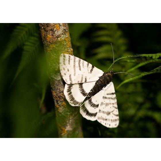 Arrosoir & Persil Mite PM - Insecte décoratif en métal recyclé 19055