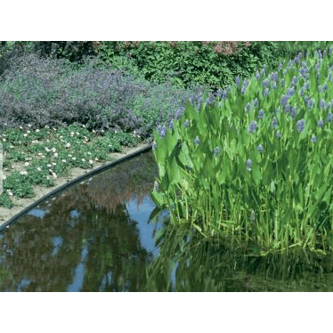 ECOO Bordures de bassin Ecolat droite Gris - 2M x 19CM x  0.7CM - Bordure de bassin ECOO 5400909016235 55068